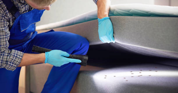 Best Local Pest Control Services  in Lynwood, IL