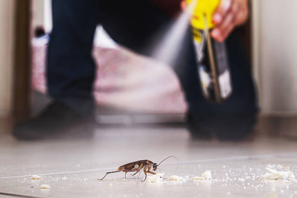 Best Best Pest Control Companies  in Lynwood, IL